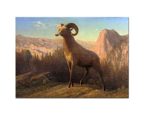Albert Bierstadt Rocky Dağı Koçu