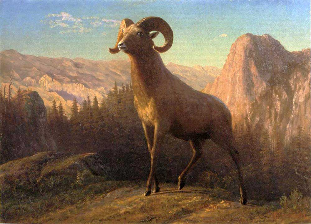 Albert Bierstadt Rocky Dağı Koçu