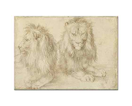 Albrecht Dürer, Aslanlar
