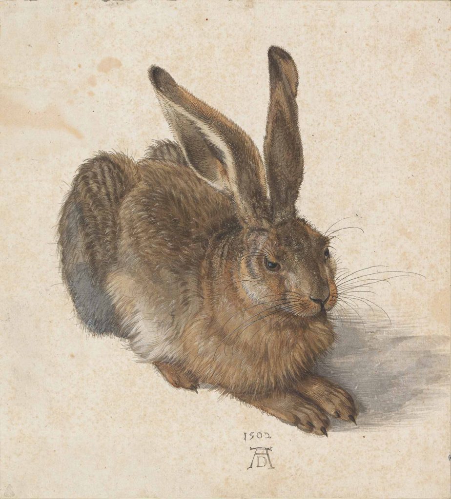 Albrecht Dürer, Genç Tavşan