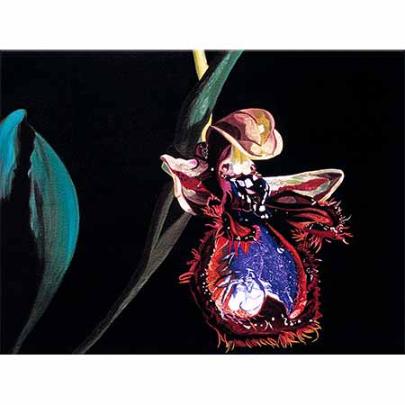 Dagmar Göğdün Böcek Orkidesi