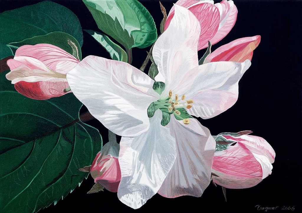 Dagmar Göğdün Flora 08 Çin Gülü
