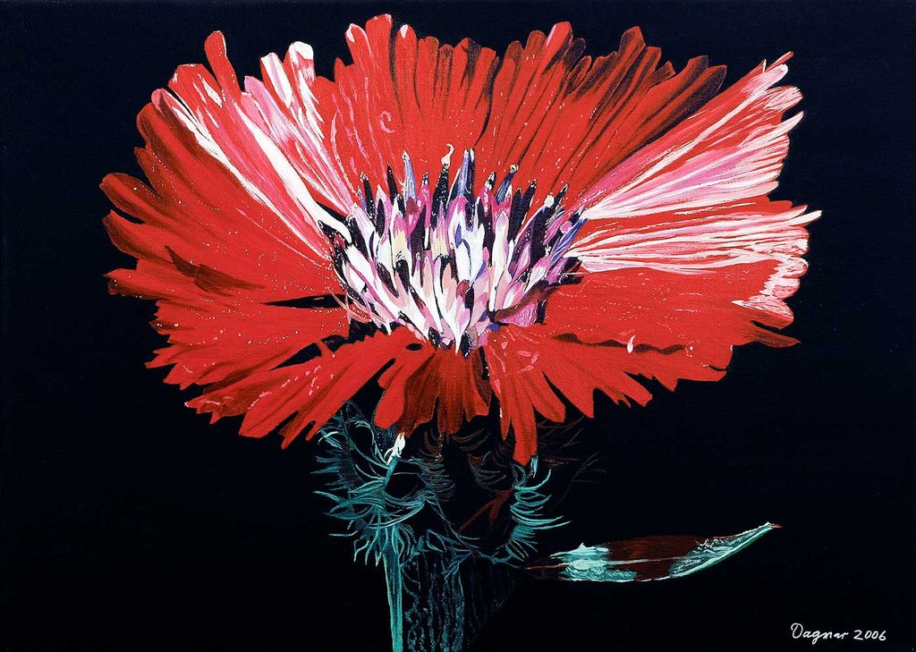 Dagmar Göğdün Karanfil Dianthus