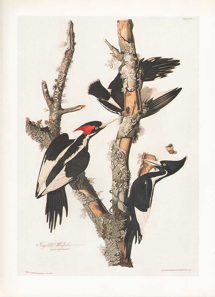 John James Audubon Ağaçkakan