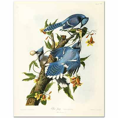 John James Audubon Mavi Sakalar