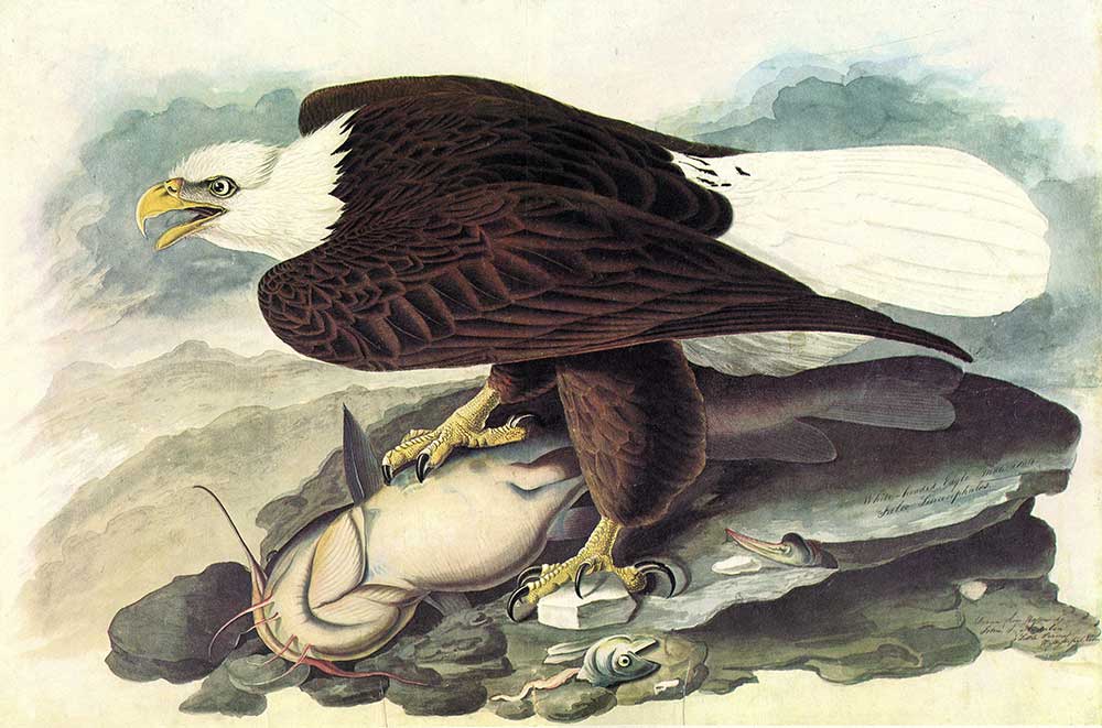 John James Audubon Kartal
