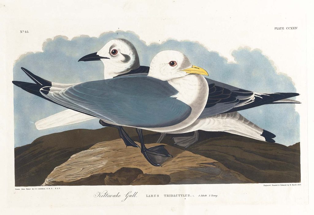 John James Audubon Martılar