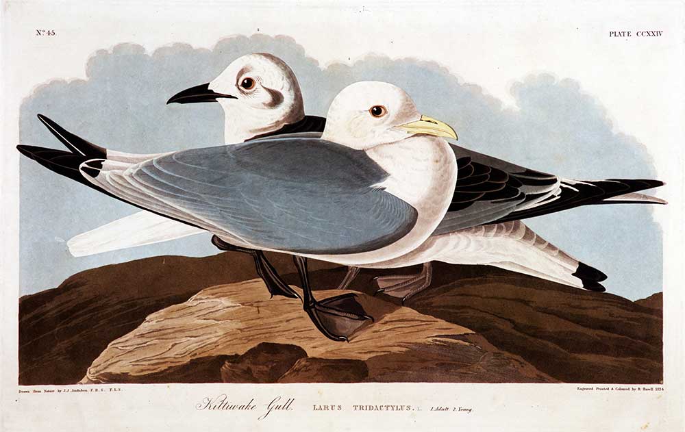John James Audubon Martılar