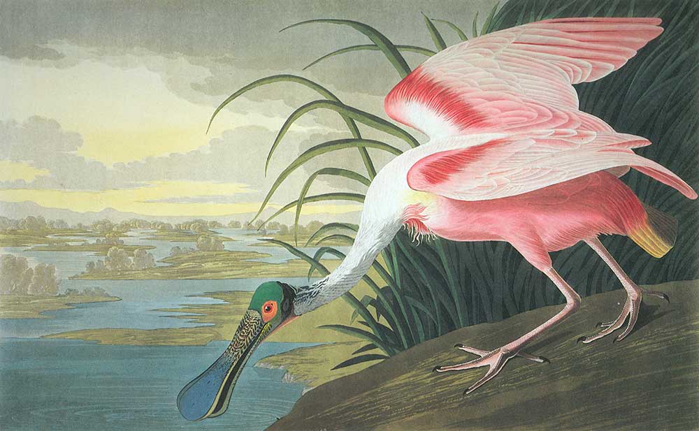 John James Audubon Pembe Kaşıkçı