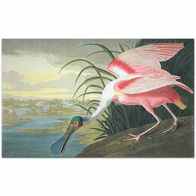 John James Audubon Pembe Kaşıkçı