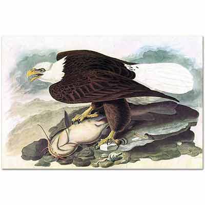 John James Audubon Kartal