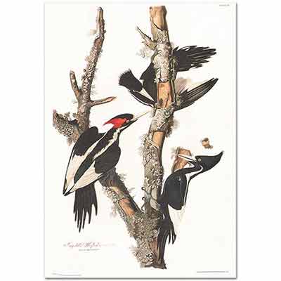 John James Audubon Ağaçkakan