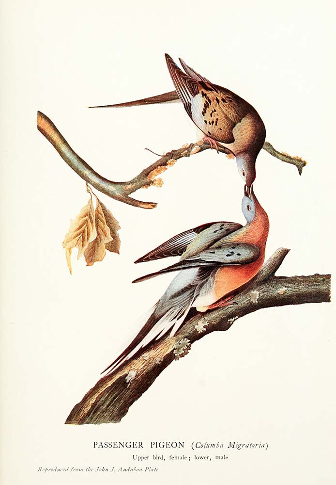 John James Audubon Yolcu Güvercin