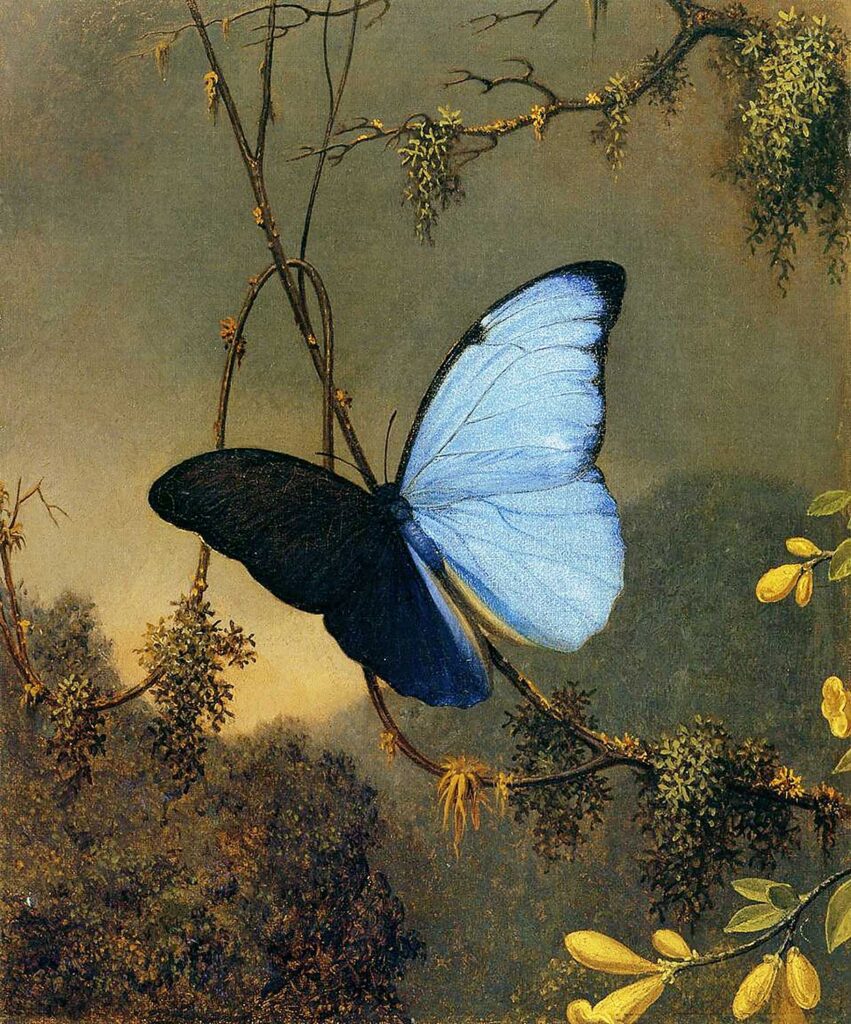 Martin Johnson Heade Mavi Kelebek