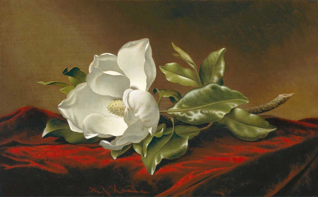 Martin Johnson Heade Kırmızı Kadifede Manolya