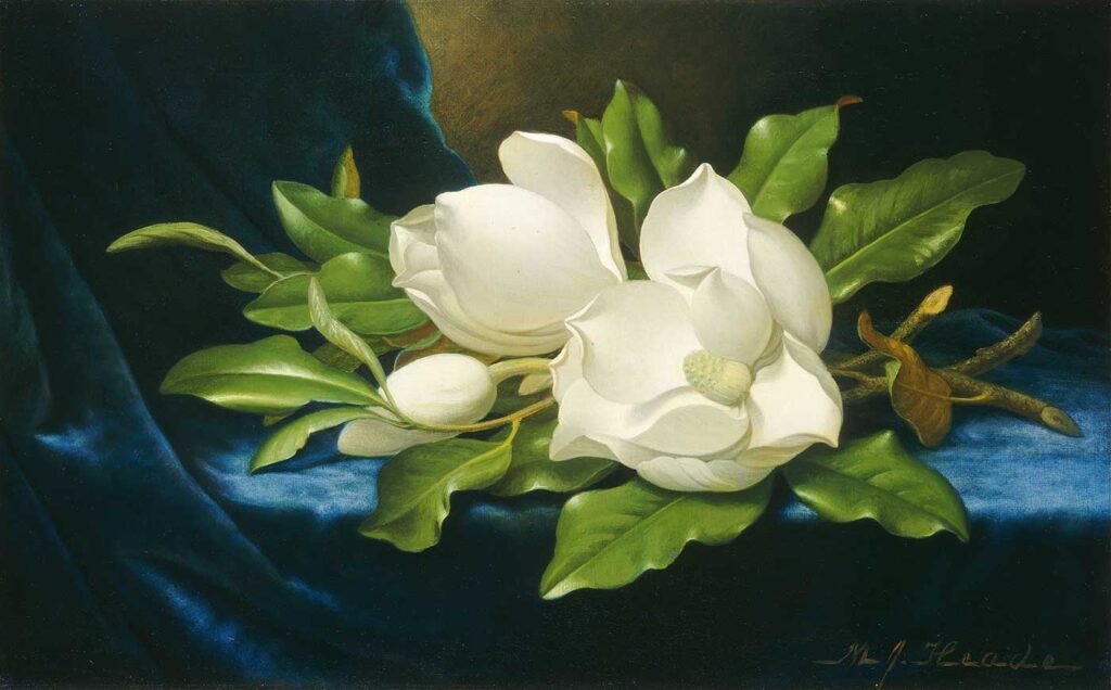 Martin Johnson Heade Mavi Kadife Örtüde İri Manolyalar