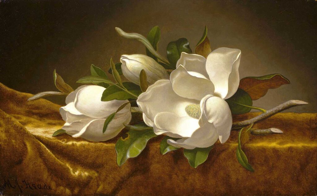 Martin Johnson Heade Altın Kadifede Manolyalar