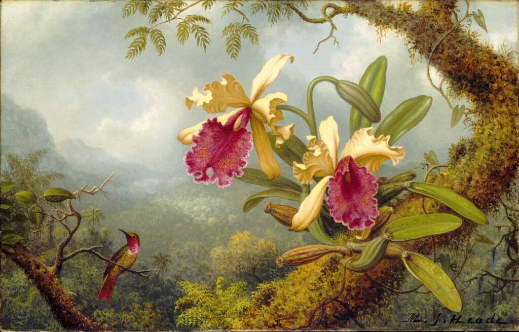 Martin Johnson Heade Orkideler ve Kalibri