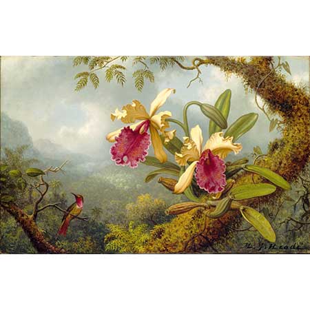 Martin Johnson Heade Orkideler ve Kalibri