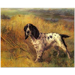 Maud Earl Setter Cinsi