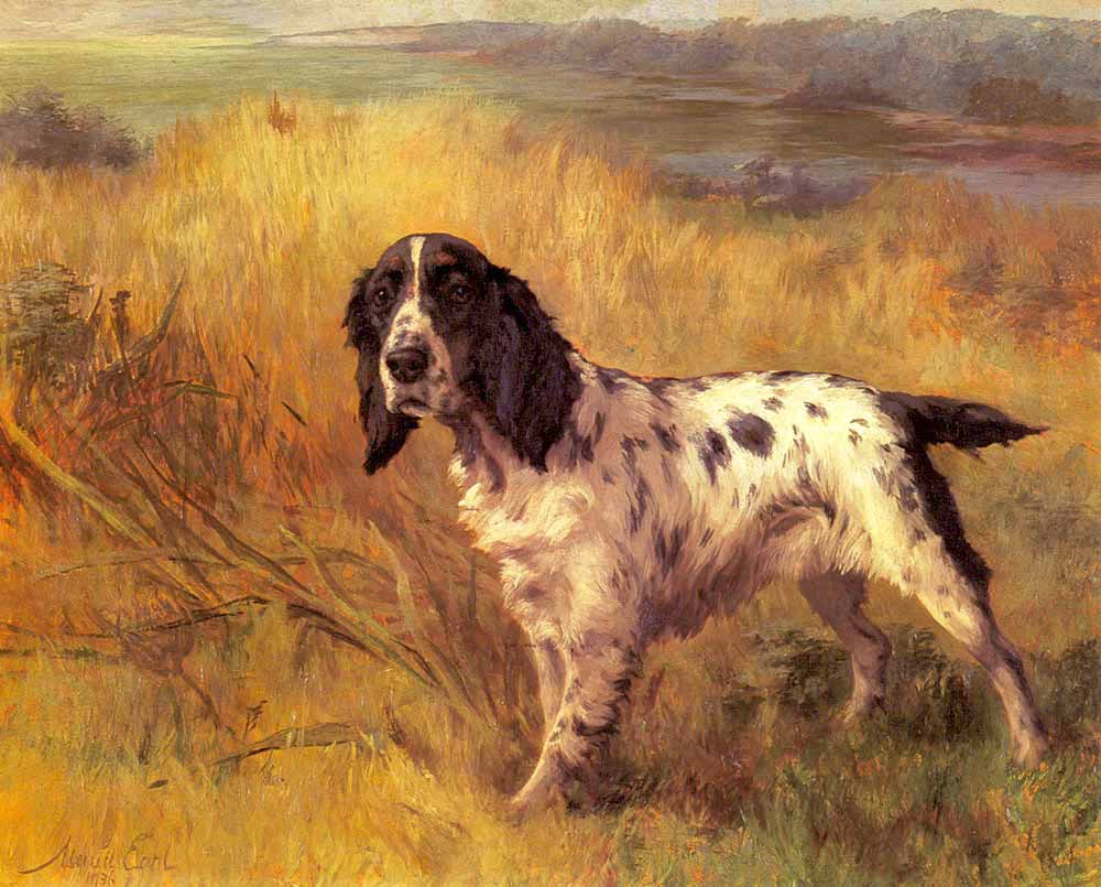 Maud Earl, Setter Cinsi