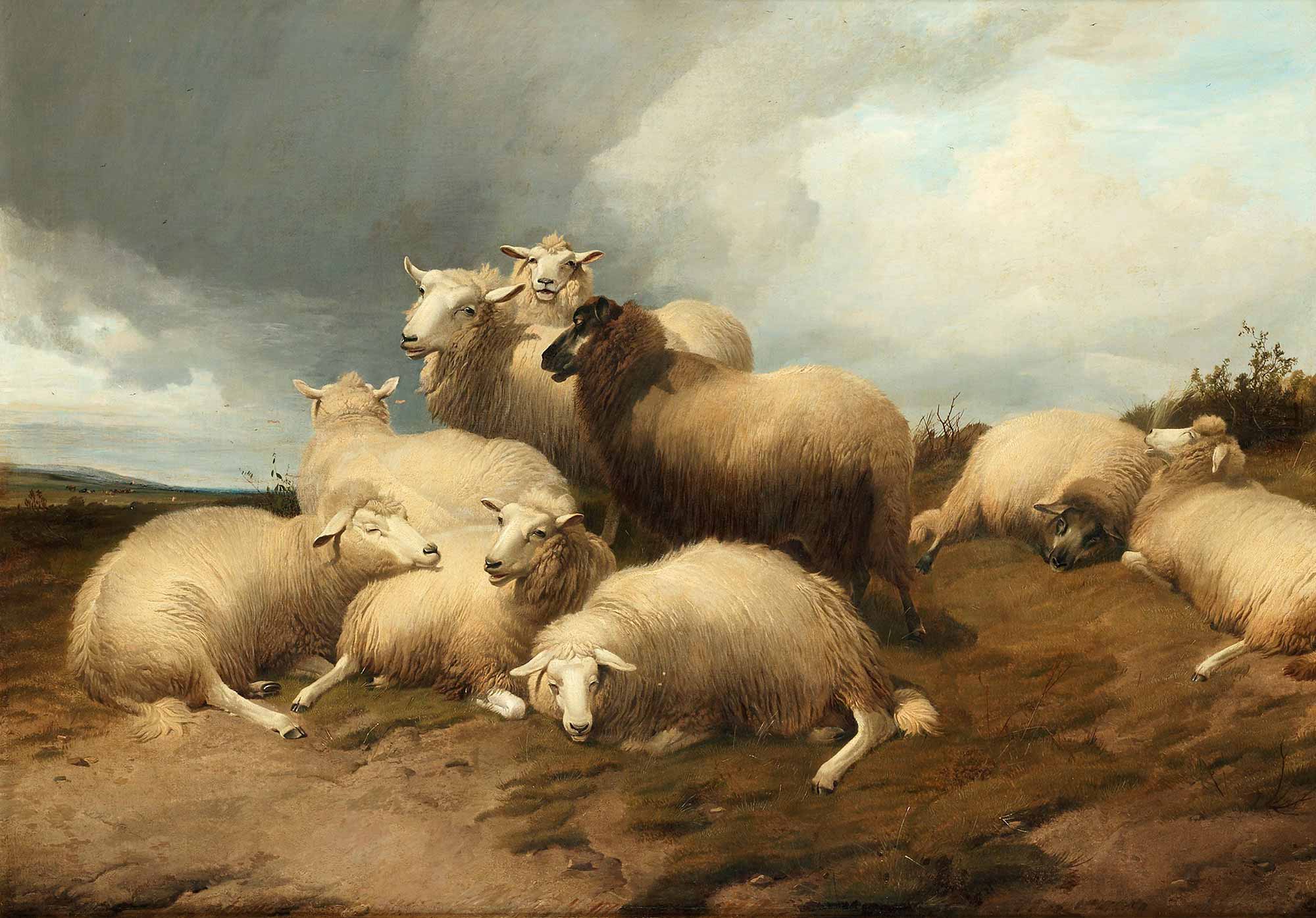 Thomas Sidney Cooper Mezrada Koyunlar