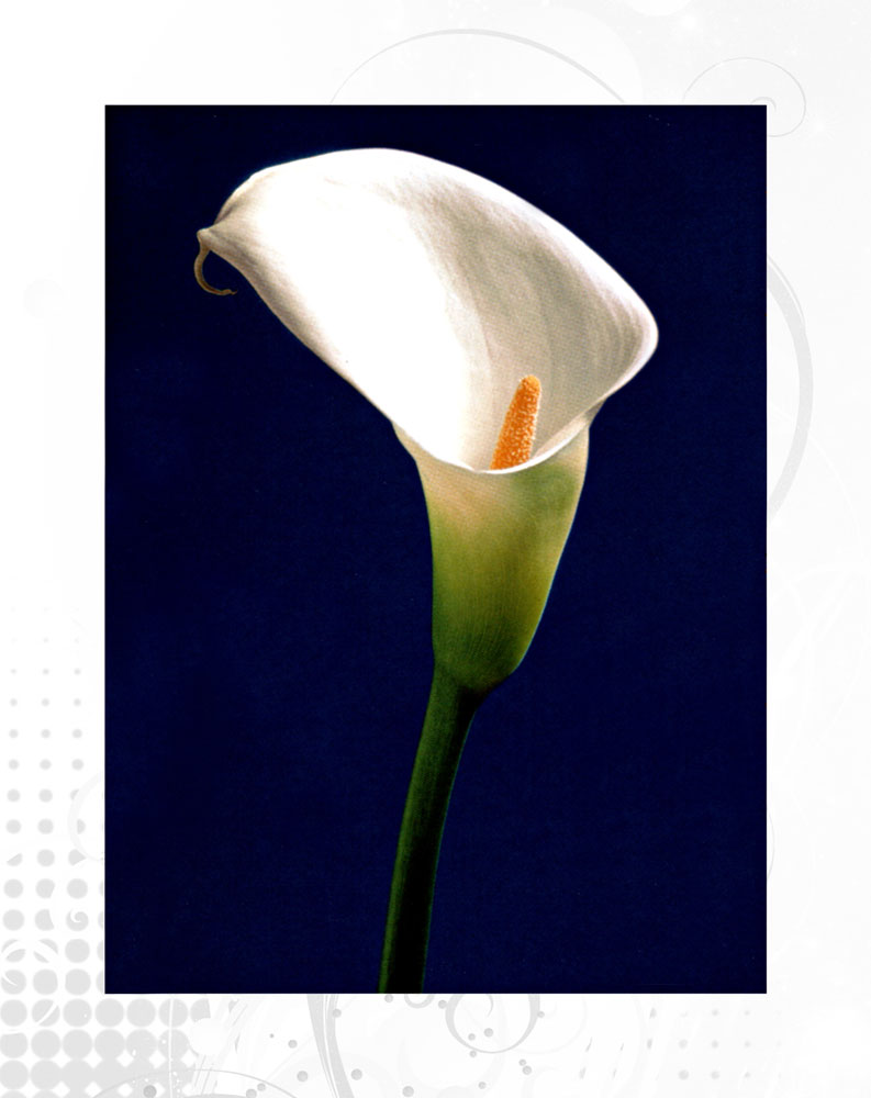 Beyaz Gala Çiçeği Calla Lily