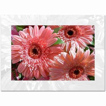 Gerbera Demeti Kompozisyon