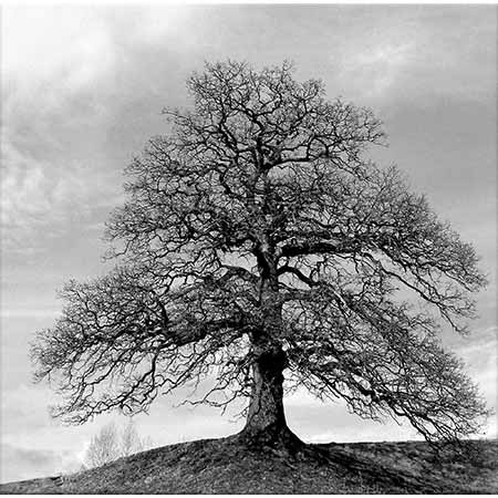 Ansel Adams Yalnız Ağaç