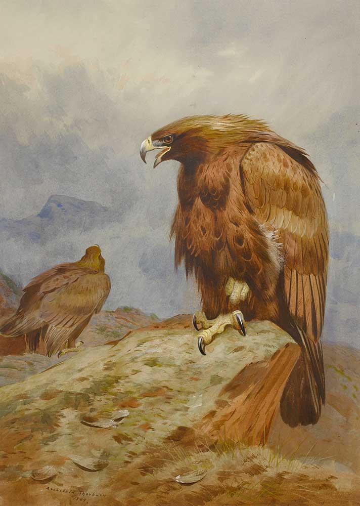 Archibald Thorburn Altın Kartal Çifti