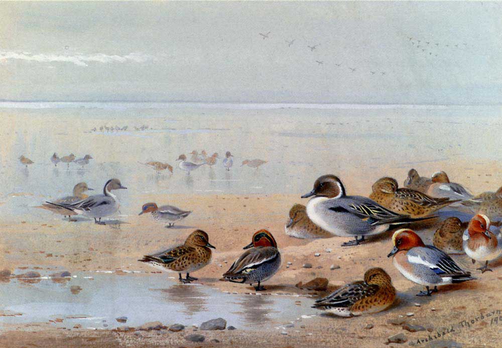 Archibald Thorburn Deniz Kenarında Ördekler