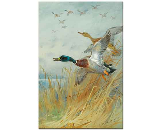 Archibald Thorburn Havalanan Yeşilbaşlı Ördekler