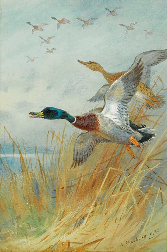 Archibald Thorburn Havalanan Yeşilbaşlı Ördekler