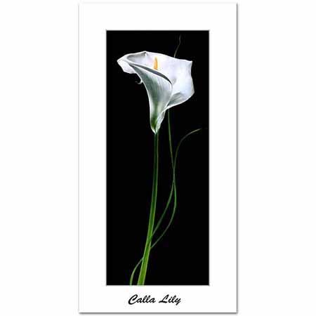 Beyaz Gala Calla Lily Kompozisyon