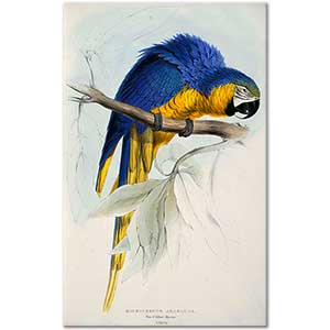 Edward Lear Sarı Mavi Papağan