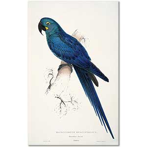 Edward Lear Amerikan Sümbül Papağanı