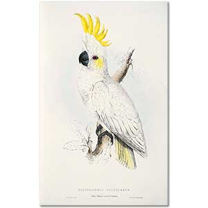 Edward Lear Sarı Tepeli Kakadu