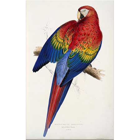 Edward Lear Macrocercus Aracanga Papağanı