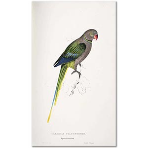 Edward Lear Parrakeet Güvercini