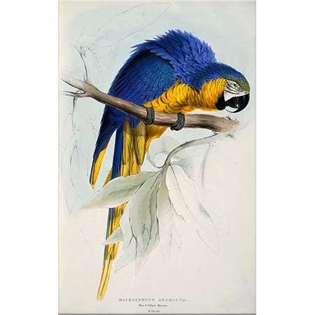 Edward Lear Sarı Mavi Papağan