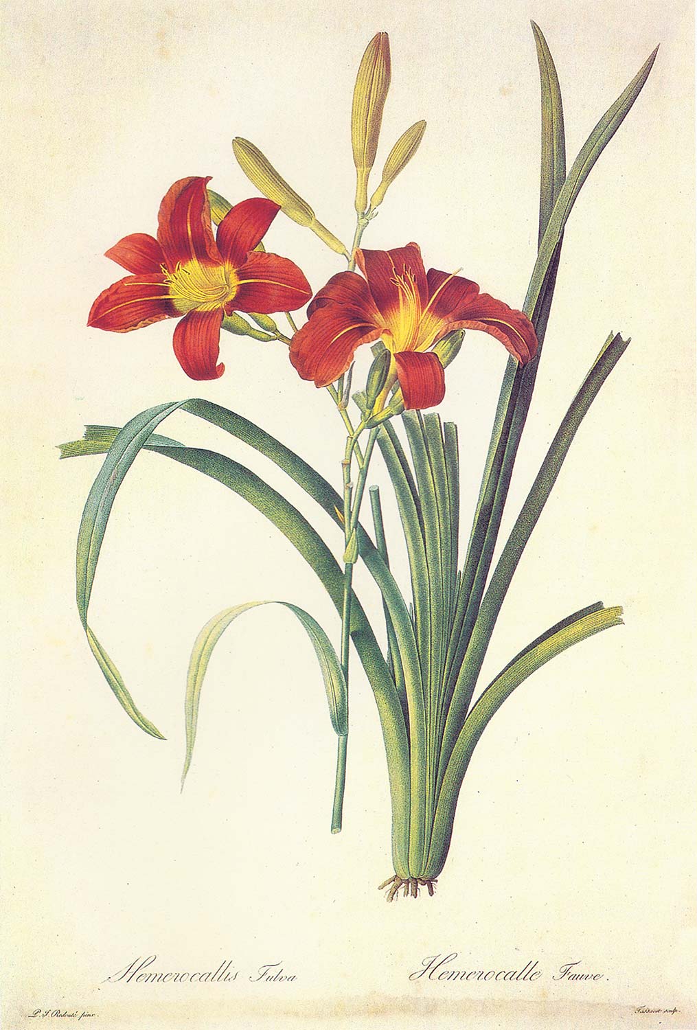 Pierre Joseph Redoute Hemerocallis fulva