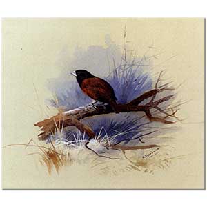 Archibald Thorburn Siyah Başlı Nepalese