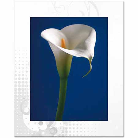 Calla Lily Mavide Gala Çiçeği 02