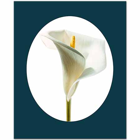 Calla Lily Beyazda Gala Kompozisyon