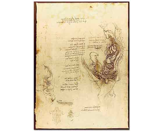 Leonardo Da Vinci Anatomi Eskizleri ( Cinsel Organ )