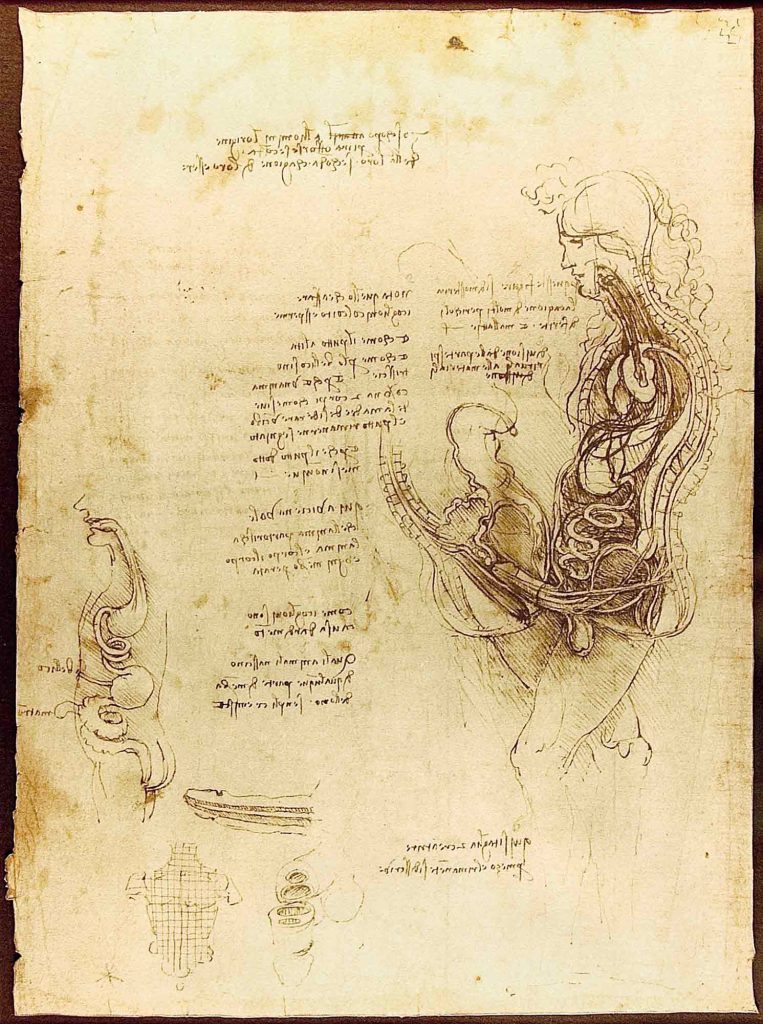 Leonardo Da Vinci Anatomi Eskizleri ( Cinsel Organ )