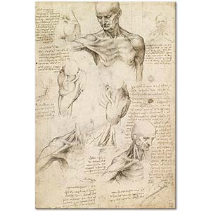 Leonardo Da Vinci Anatomi Etüdleri ( Erkek Omuz)