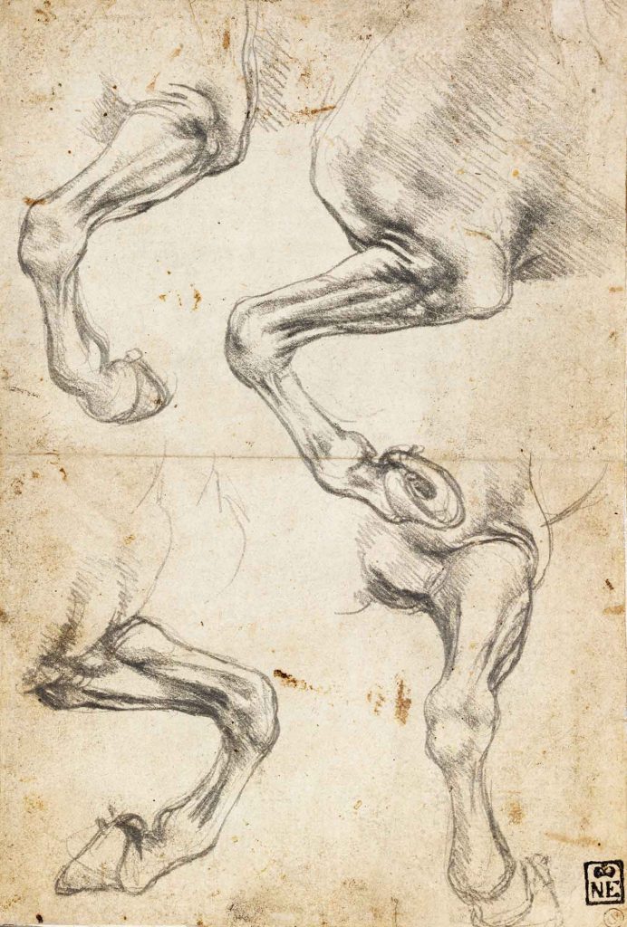 Leonardo Da Vinci At Eklemleri Etüdleri