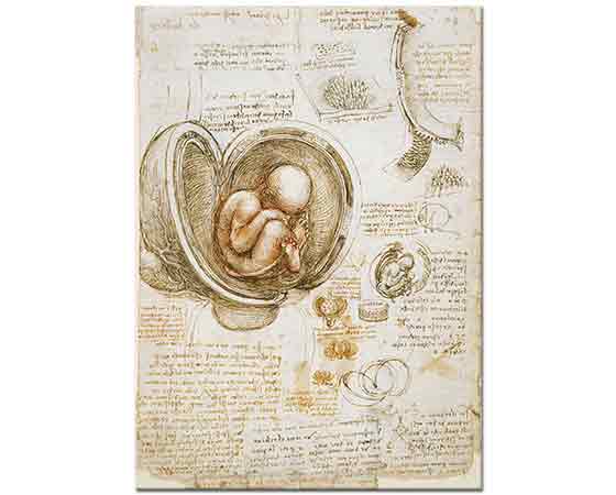 Leonardo Da Vinci Embriyo Çalışması