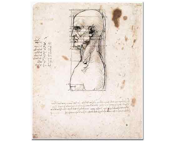 Leonardo Da Vinci Erkek Başının Profil Oranları